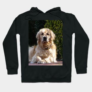 Dogs - Dog on Guard Hoodie